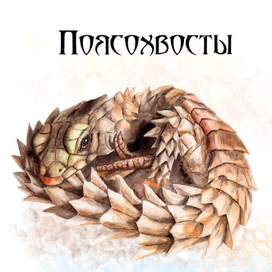 Поясохвосты - ящерица