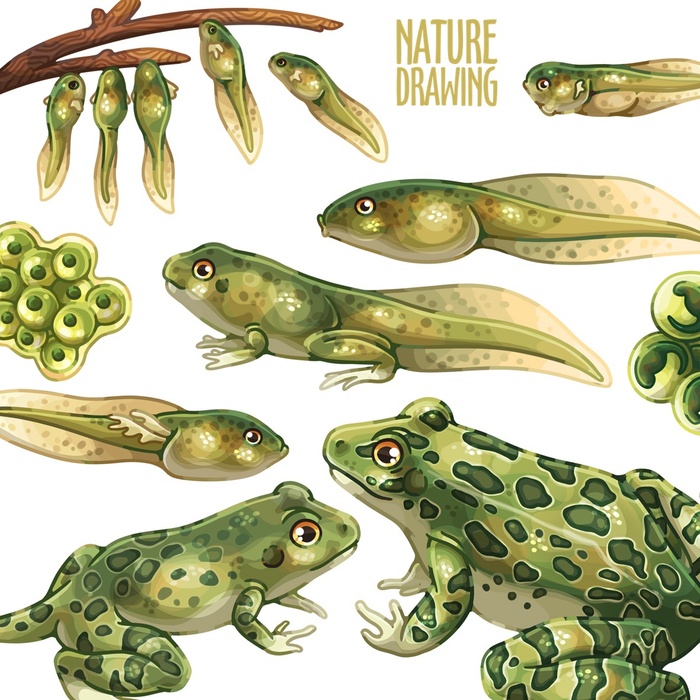 Лягушечек для книги Стояновых 🐸