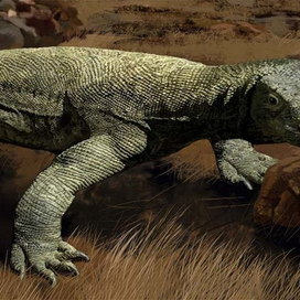 ящерица Комодо (фрагмент)