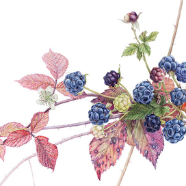 Ежевика сизая