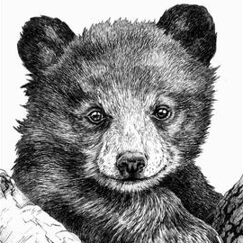 БРОДЯГИ СЕВЕРА. Книга