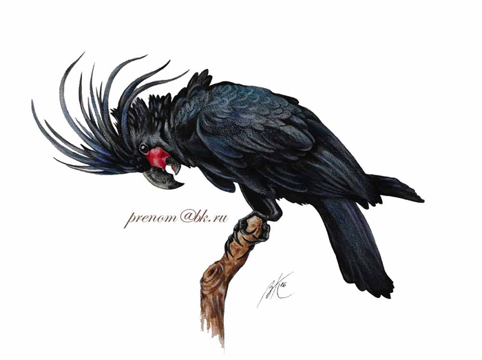 Черный какаду