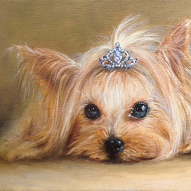 Светская львица