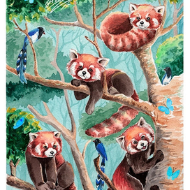 Красные панды