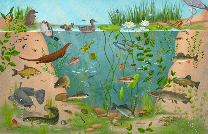 Под водой в лесном пруду