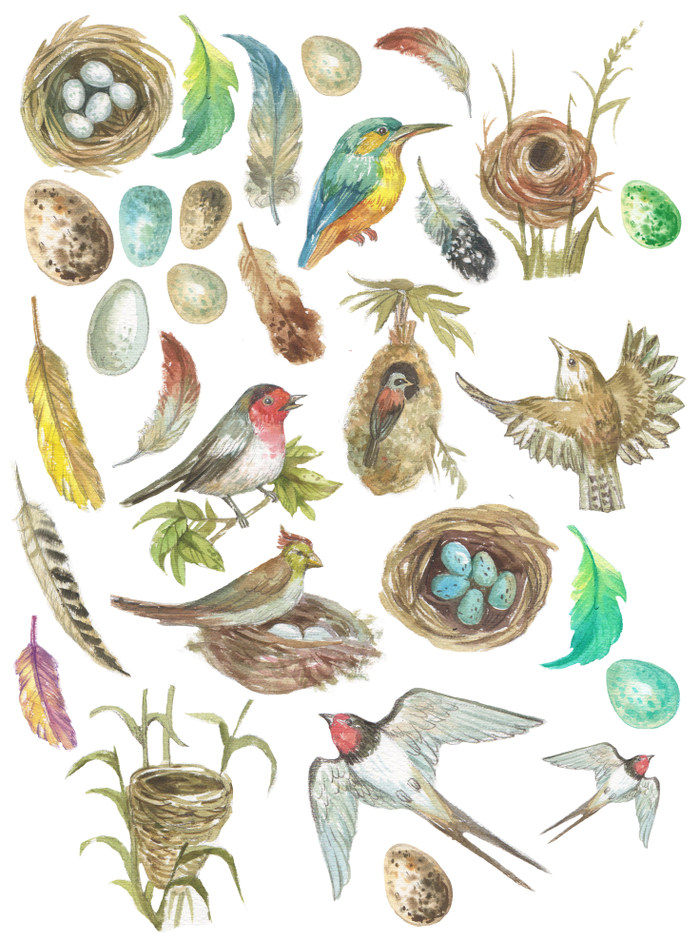 Пернатые (деколи)