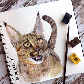 кот каракет