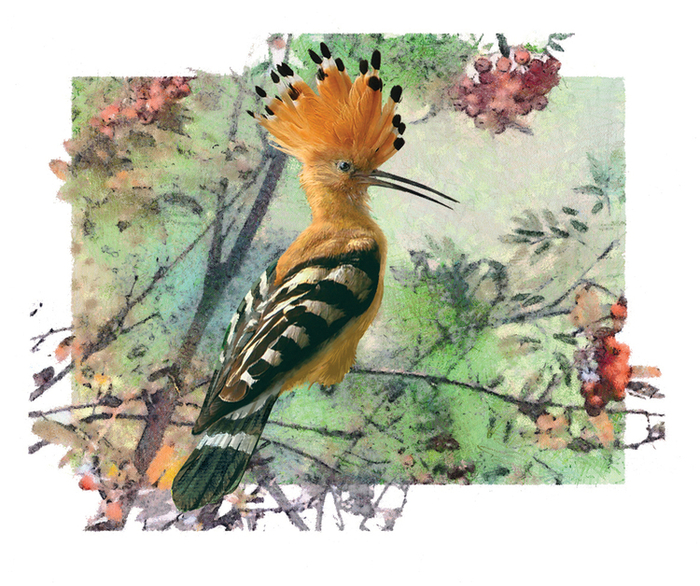 Удод, заставка