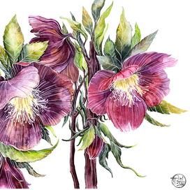 "Морозник", 2016