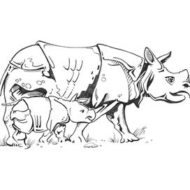 Rhinos