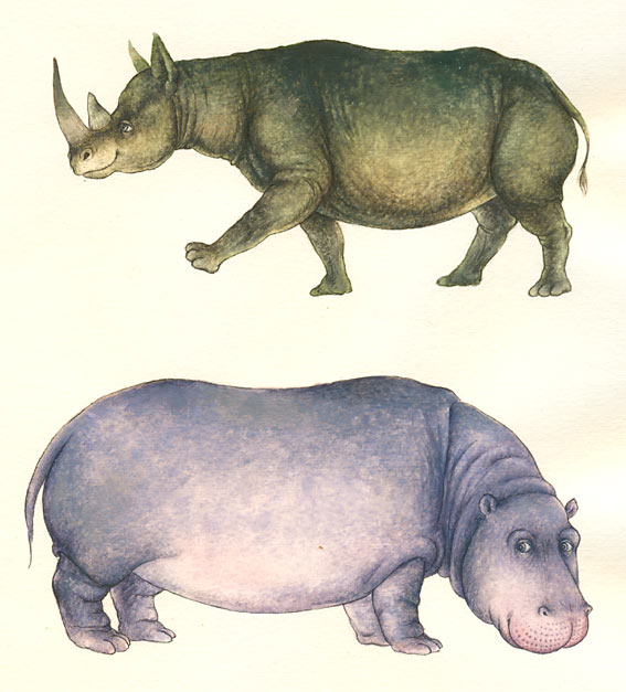 Носорог и бегемот.