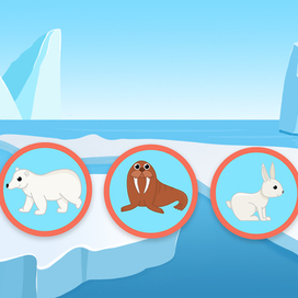 Животные Арктики