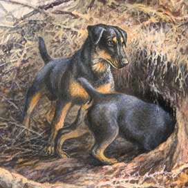 Норные собаки. Ягдтерьер.