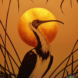 Австралийский ибис