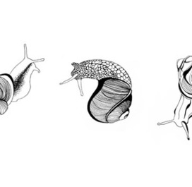 snails