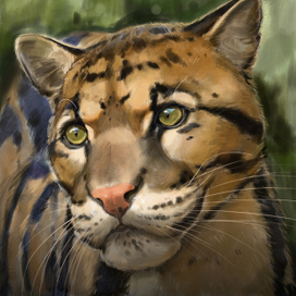 Дымчатый леопард