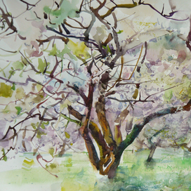 Яблони в Коломенском