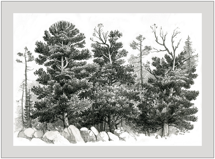 Зарисовка 2015 /Прогулка по лесу/