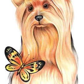 Йорк(рисунок к открытке)