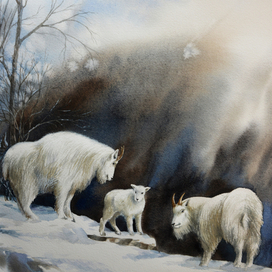 Снежные козы 