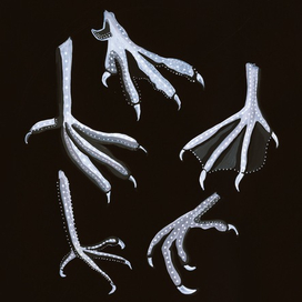 'The Birds' Daphne du Maurier 