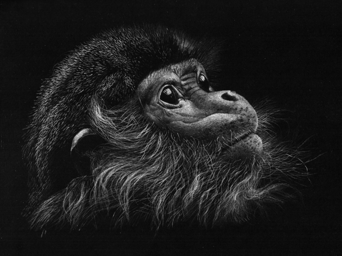 лохматый мартыш