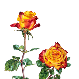 Оранжевые розы, ботаническая иллюстрация