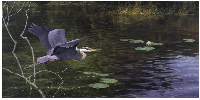 Болотный цапеллин