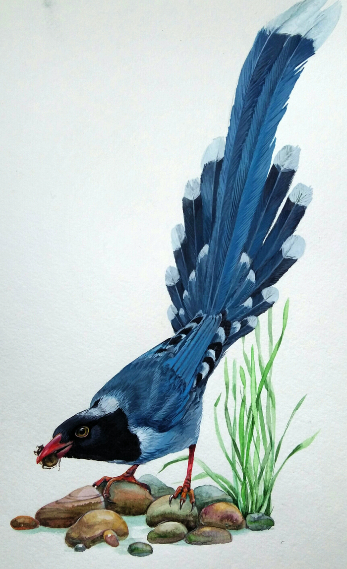 Лазоревая красноклювая сорока