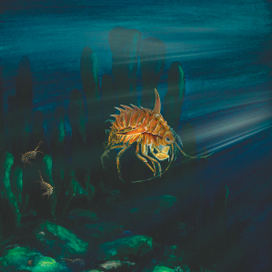 Чудо Байкала. Акантогаммарус 