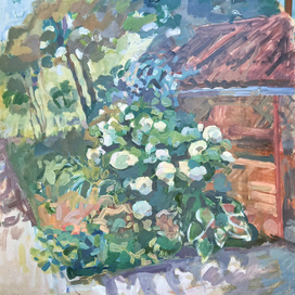 Гортензия а тени. 