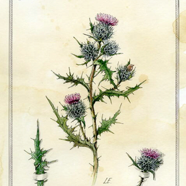 "Cirsium lanceolatum "