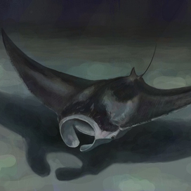 Manta ray