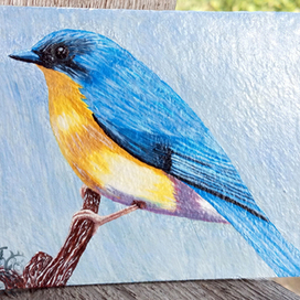 Иллюстрация "Синяя мухоловка Тикелла."