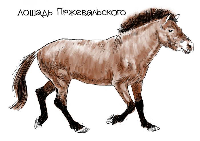 Игорь Акимушкин  "На коне через века" 