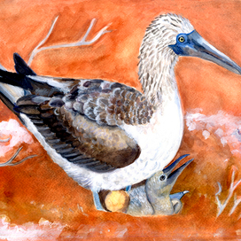 Голубоногая олуша