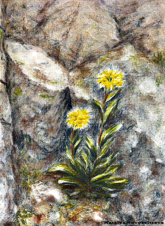 И НА КАМНЯХ РАСТУТ ЦВЕТЫ