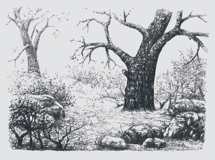 НОЯБРЬ В ЛЕСУ