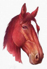 Голова лошади