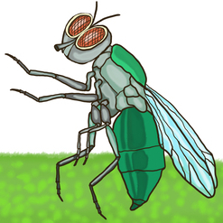 "Беседа пчелы с мухой"