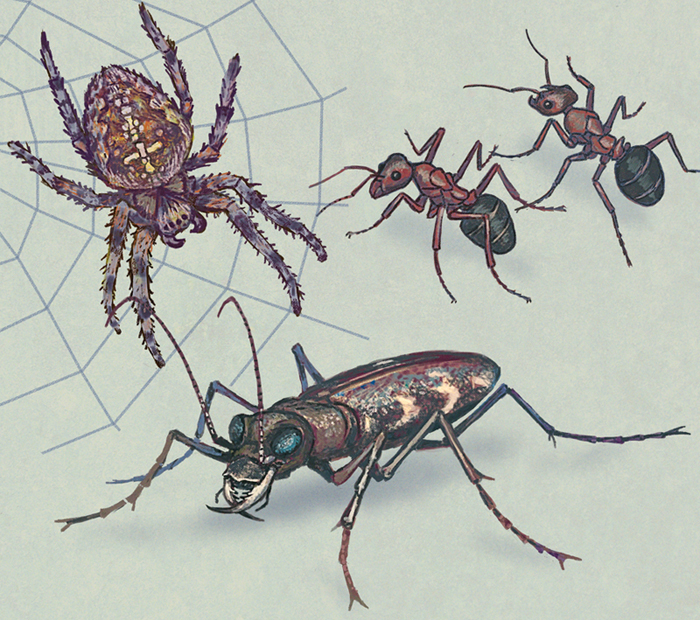 Хищные насекомые