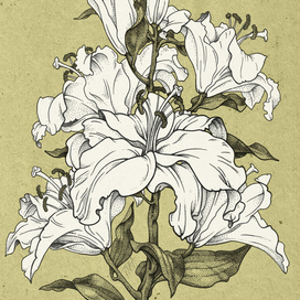 Лилии