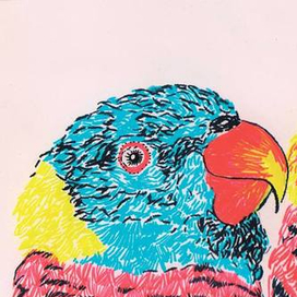 Пара попугаев 