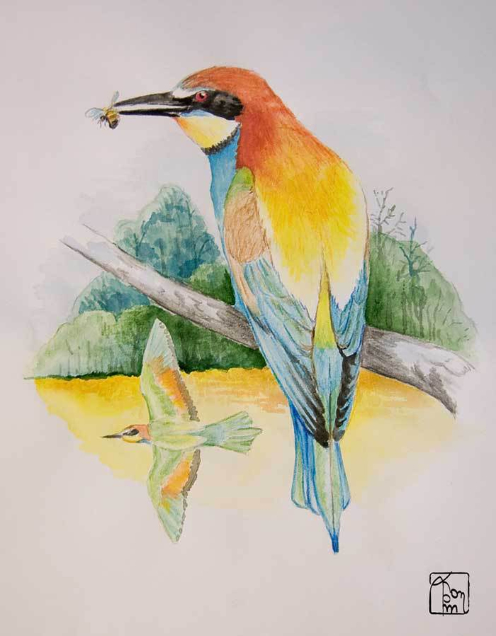 Золотистая щурка