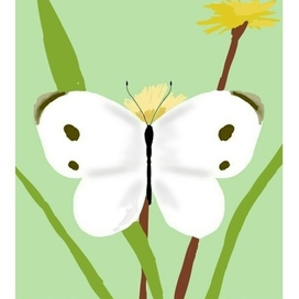 Там, где летают белянки