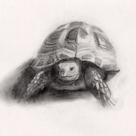 Портрет черепахи