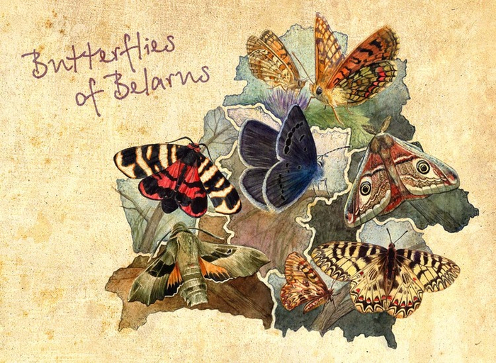 Butterflies of Belarus 