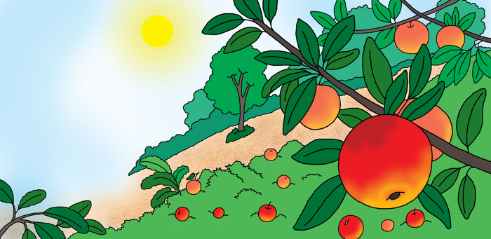 что растёт в саду?