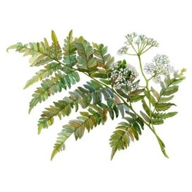 Папоротник и сныть