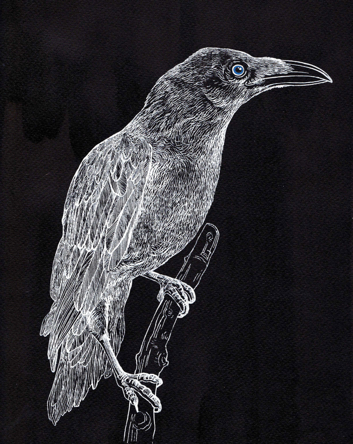 Белая ворона.